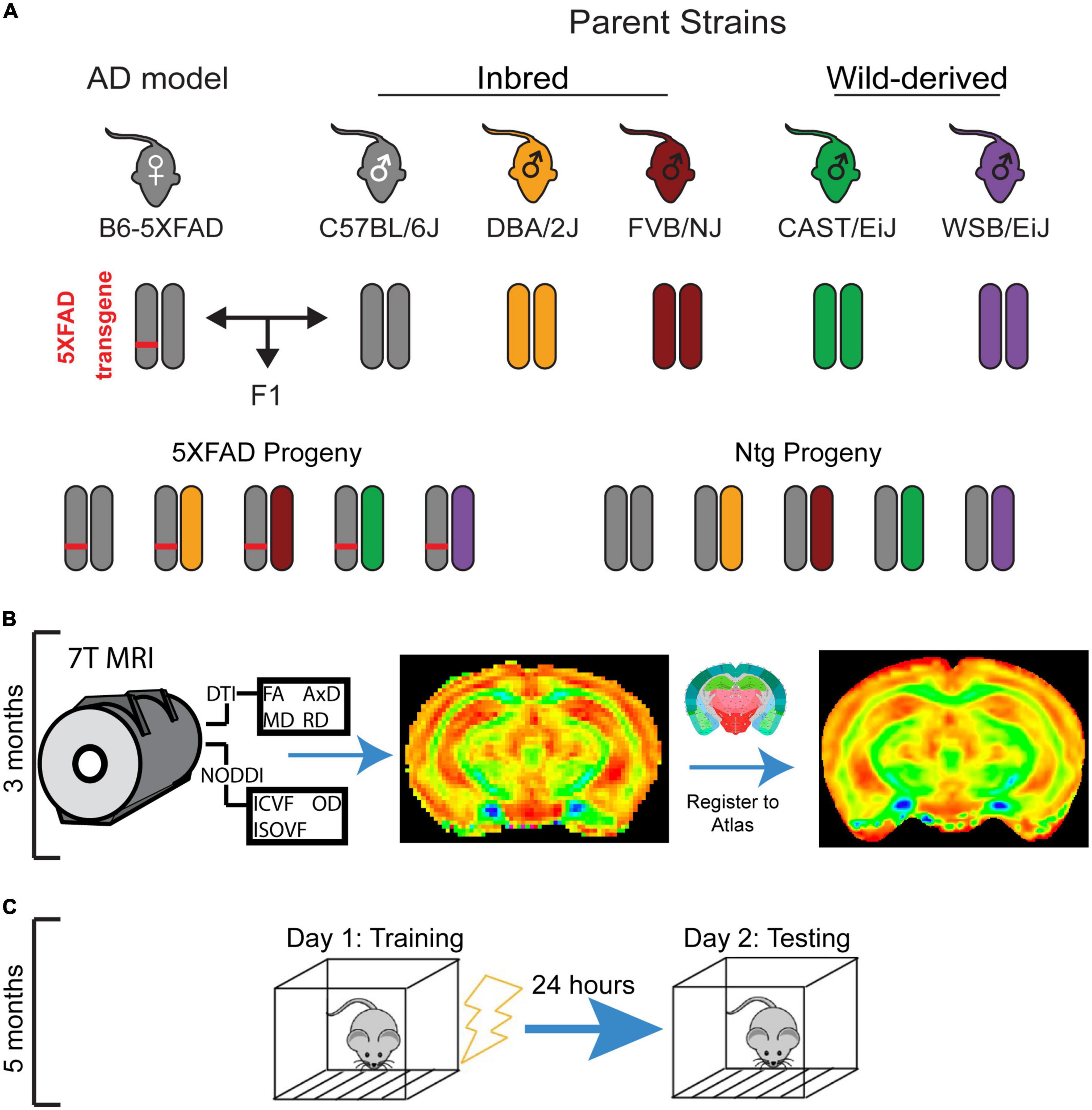 Leveraging genetic diversity in mice to inform individual differences in brain microstructure and memory